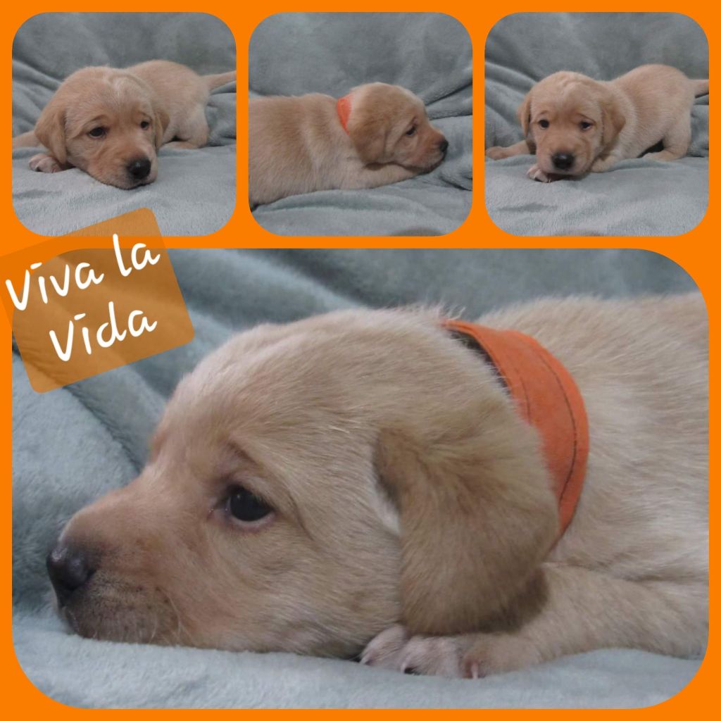 de ma campagne doree - Chiot disponible  - Labrador Retriever