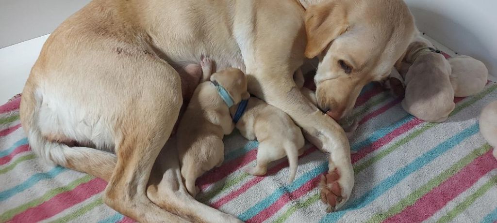 chiot Labrador Retriever de ma campagne doree