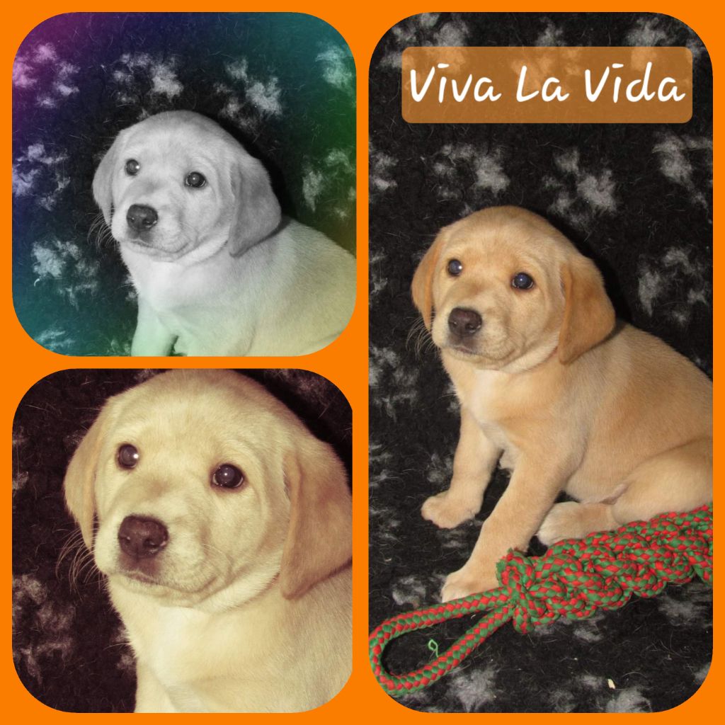 de ma campagne doree - Chiot disponible  - Labrador Retriever