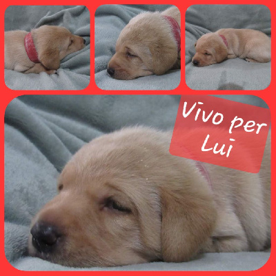 Vivo per lui