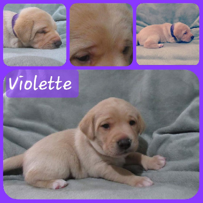 Vita Violette