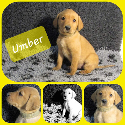 Umai Umber 