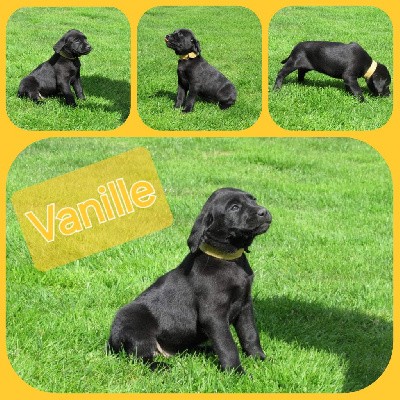 VANILLE