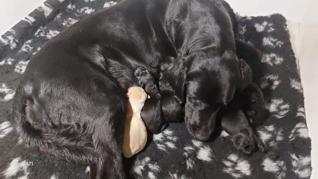 chiot Labrador Retriever de ma campagne doree