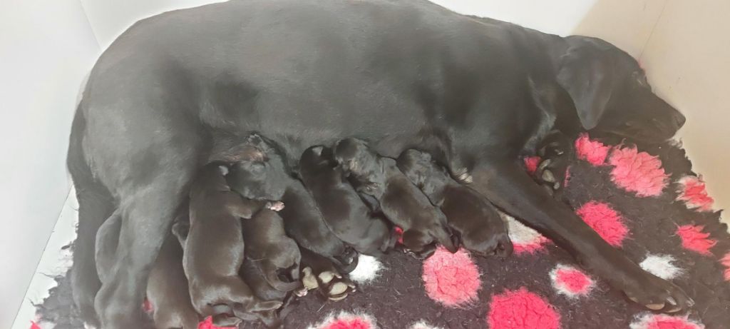 chiot Labrador Retriever de ma campagne doree