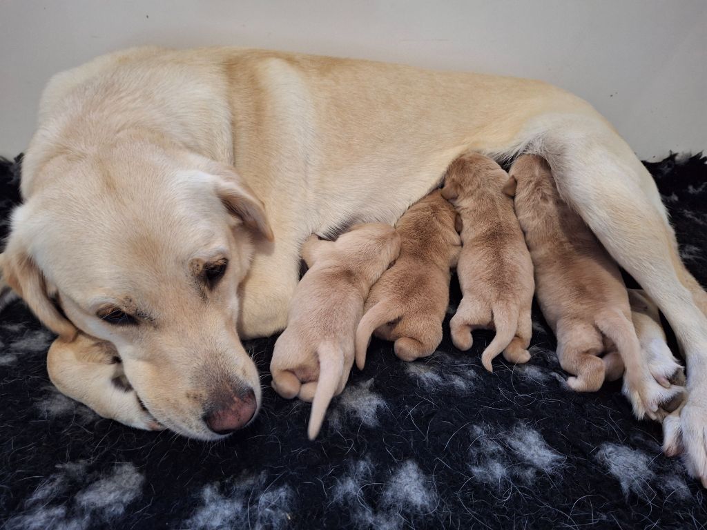 chiot Labrador Retriever de ma campagne doree