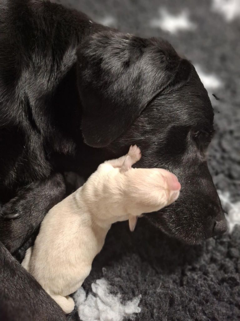 de ma campagne doree - Chiots disponibles - Labrador Retriever