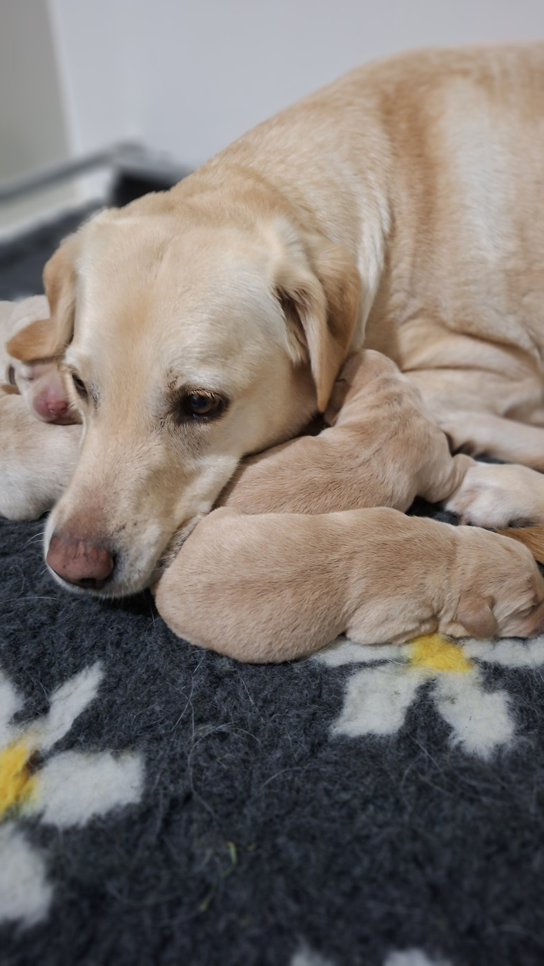 Chiot Labrador Retriever de ma campagne doree