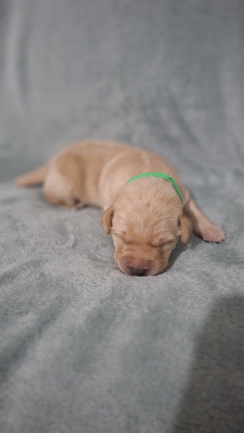 de ma campagne doree - Chiots disponibles - Labrador Retriever