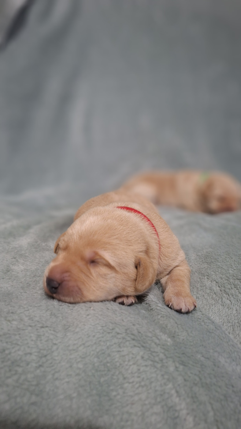 de ma campagne doree - Chiots disponibles - Labrador Retriever