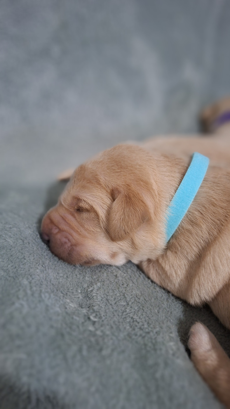 de ma campagne doree - Chiots disponibles - Labrador Retriever