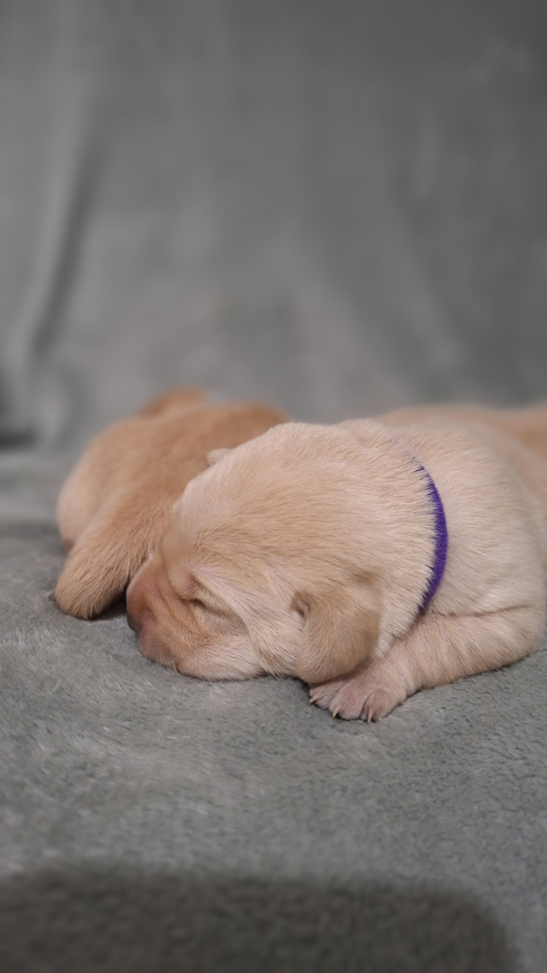 de ma campagne doree - Chiots disponibles - Labrador Retriever