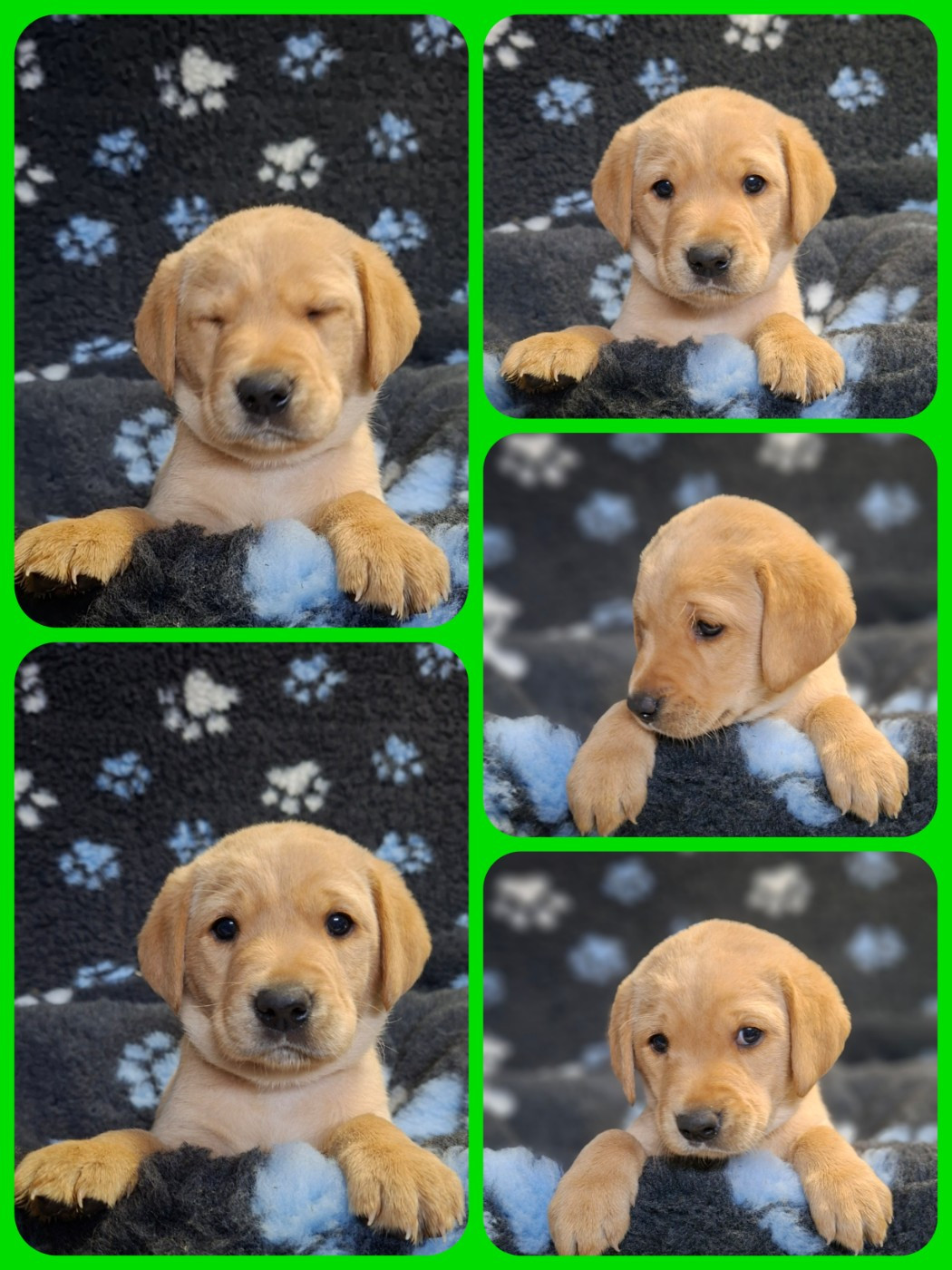 de ma campagne doree - Chiots disponibles - Labrador Retriever