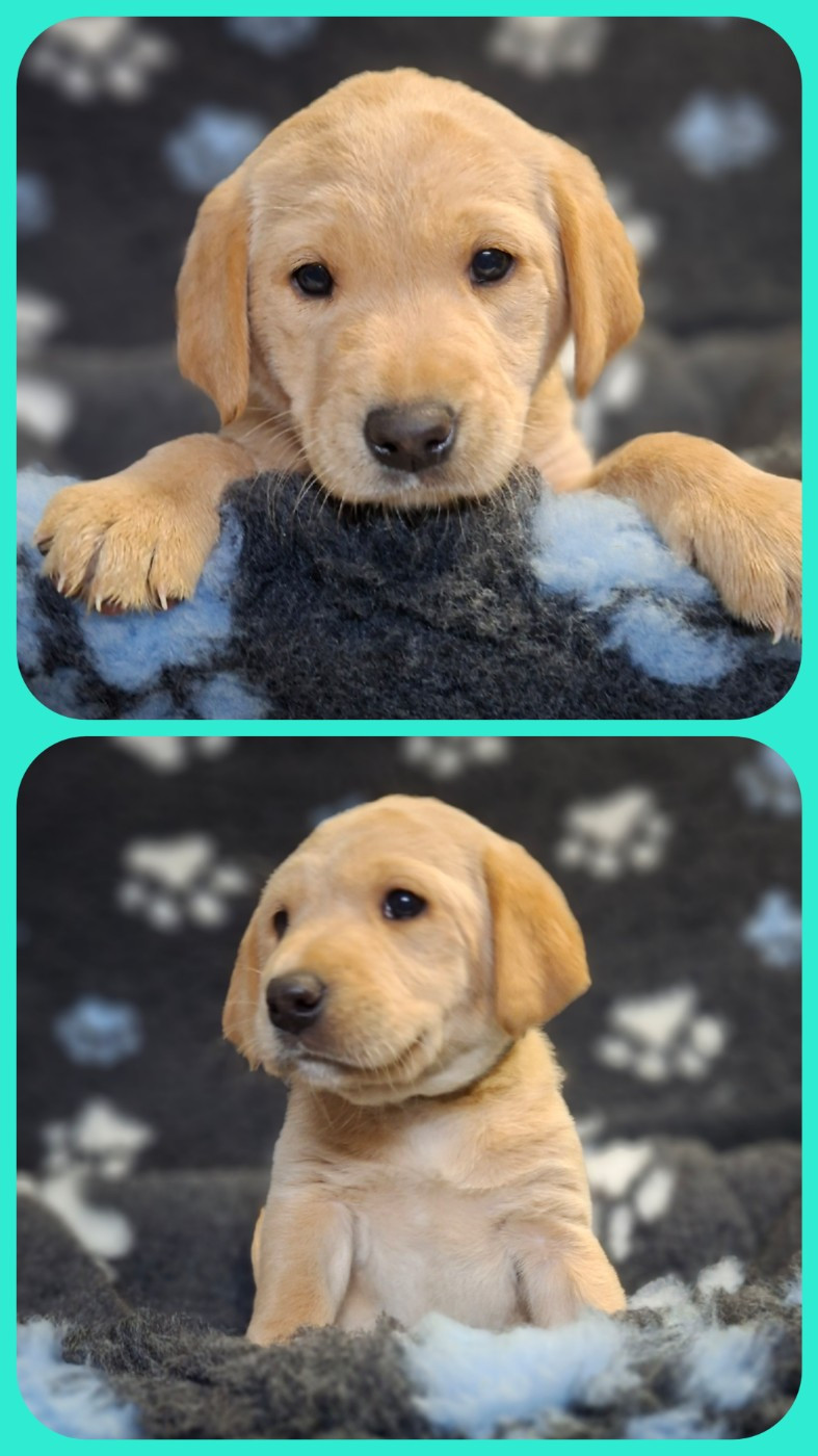 de ma campagne doree - Chiots disponibles - Labrador Retriever