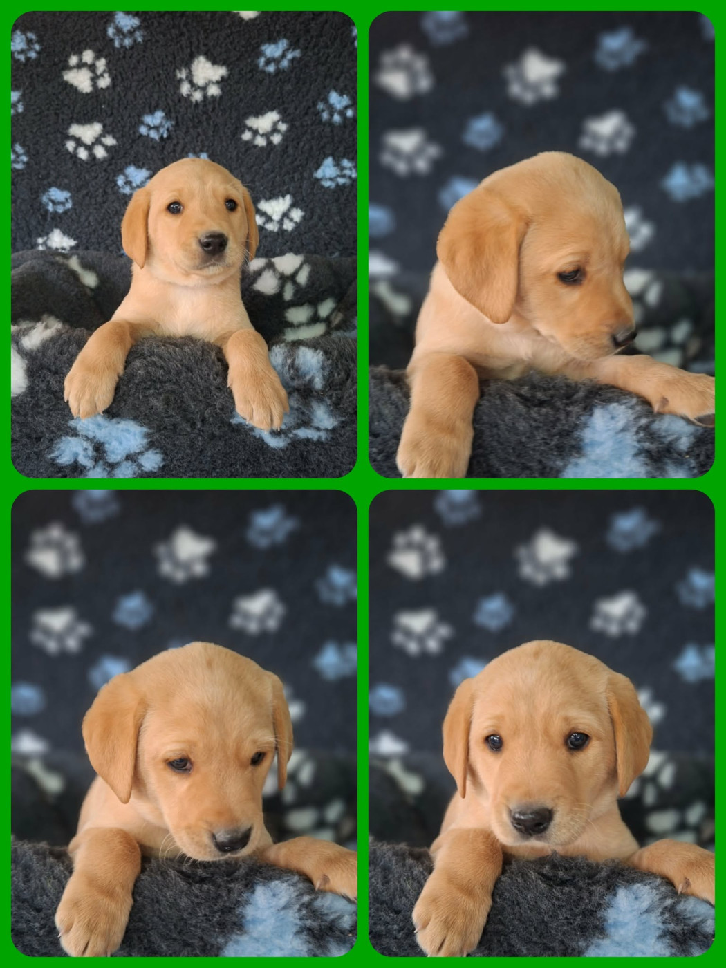 de ma campagne doree - Chiots disponibles - Labrador Retriever