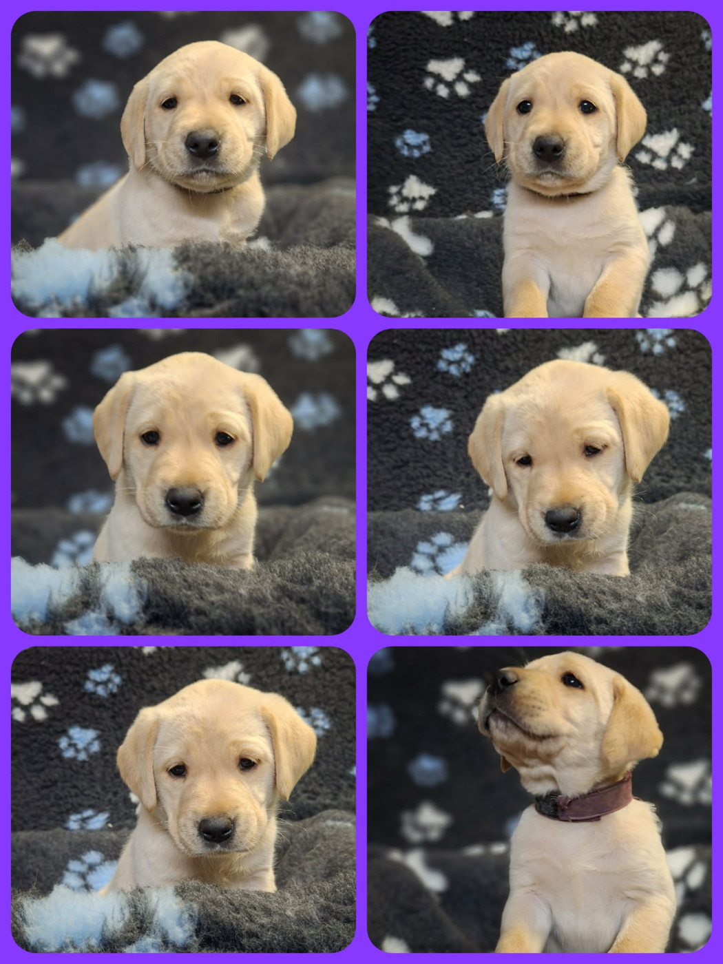 de ma campagne doree - Chiots disponibles - Labrador Retriever