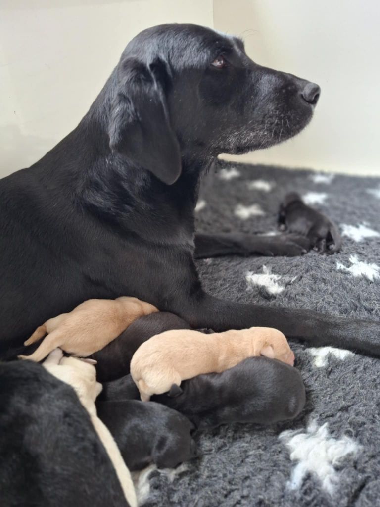 de ma campagne doree - Chiots disponibles - Labrador Retriever