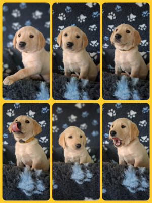 Bb
