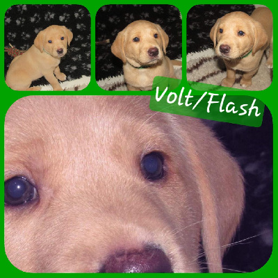 Volt Flash