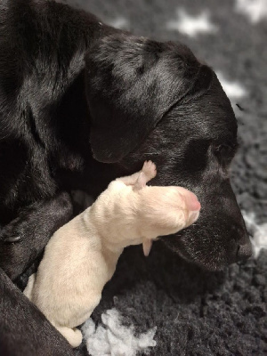CHIOT 7