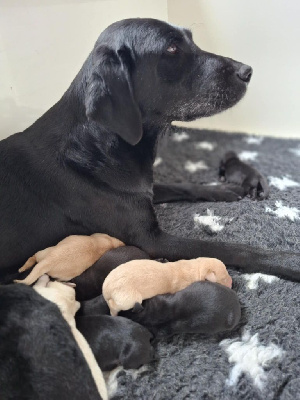 CHIOT 3