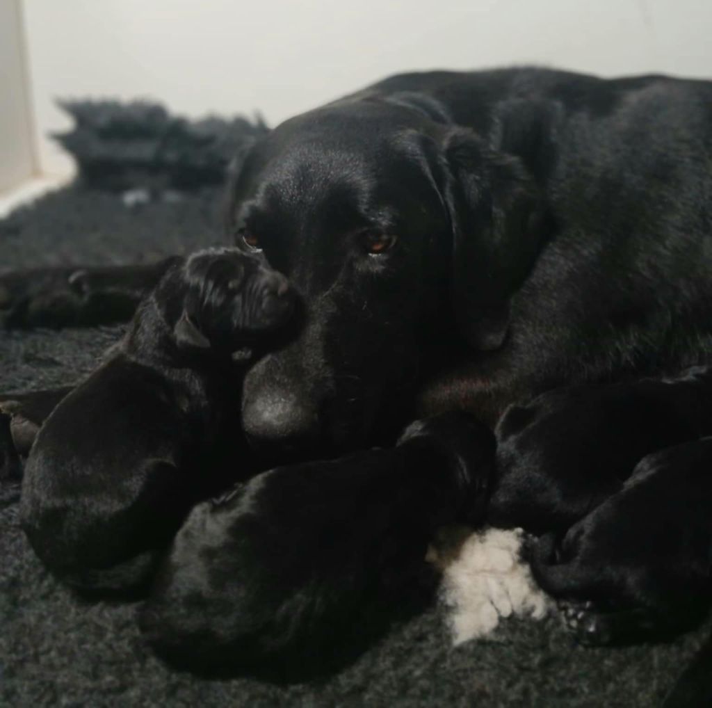 de ma campagne doree - Chiots disponibles - Labrador Retriever